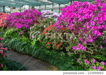 Azalea bud flower. Rhododendron plant in garden 123899063
