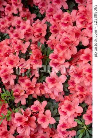 Azalea bud flower. Rhododendron plant in garden 123899065