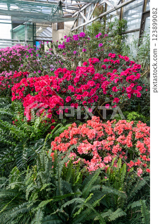 Azalea bud flower. Rhododendron plant in garden 123899082