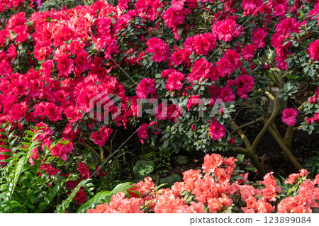 Azalea bud flower. Rhododendron plant in garden 123899084
