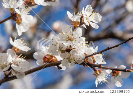 White flowers of the apricot tree. Spring flowering branches in the garden. 123899105
