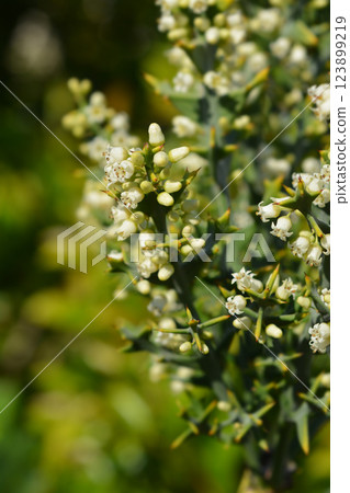 Anchor plant Anchor plant 123899219