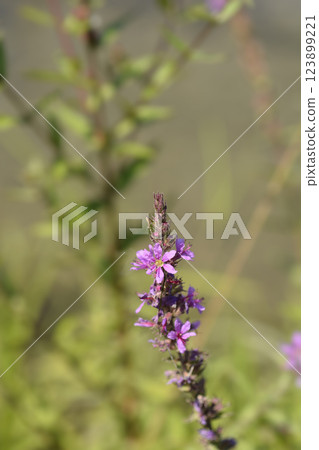 Purple loosestrife Purple loosestrife 123899221