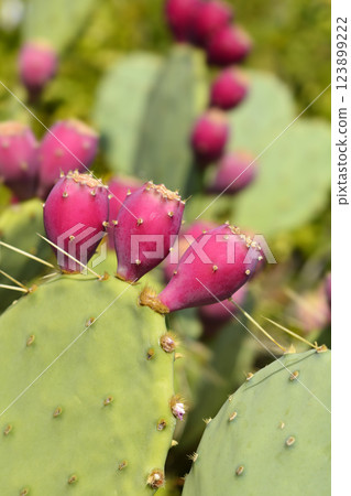 Indian fig opuntia 123899222