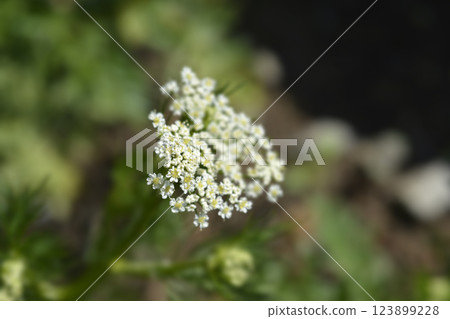 Cumin flowers 123899228