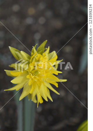 Daffodil Rip van Winkle Daffodil Rip van Winkle 123899234