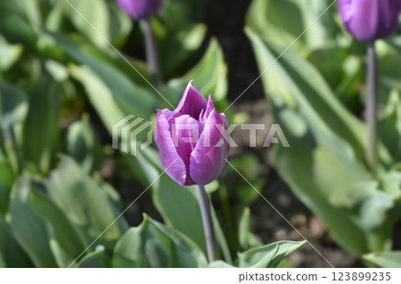 Tulip Purple Flag 123899235