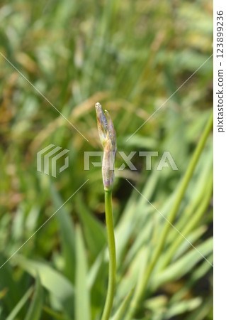 Illyrian iris Illyrian iris 123899236