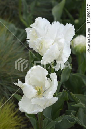 Tulip Super Parrot 123899237