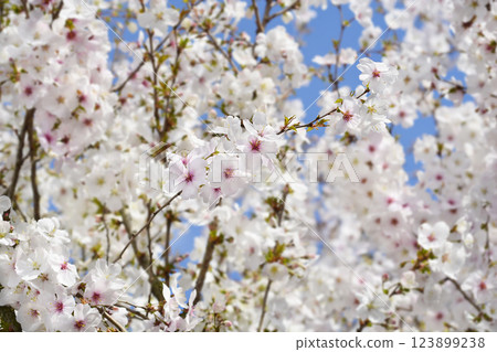 Flowering cherry The Bride 123899238