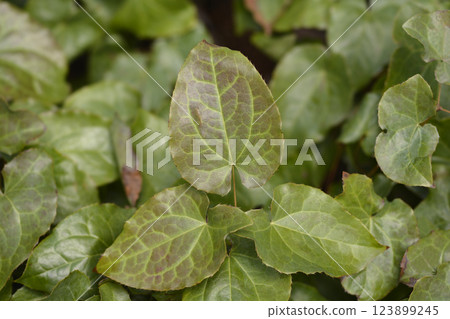 Bishops hat 123899245