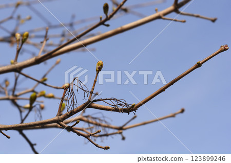 Norway maple 123899246