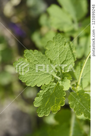 Greater celandine 123899248