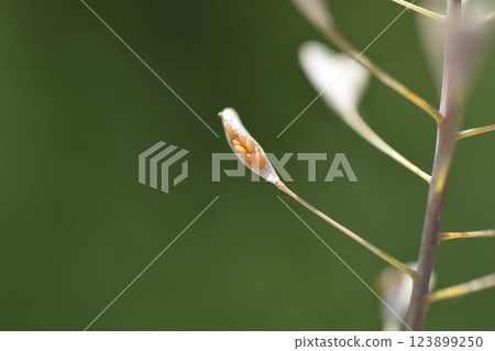 Shepherds purse 123899250