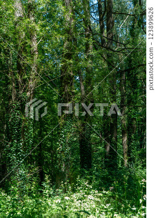 Lush Green Forest trees Lush Green Forest trees 123899626
