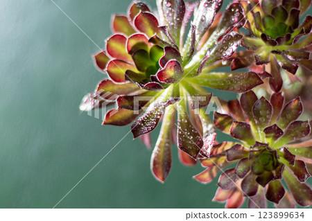 Flower Aeonium Schwarzkopf succulent. Leaves plant. Flower Aeonium Schwarzkopf succulent. Leaves plant. 123899634