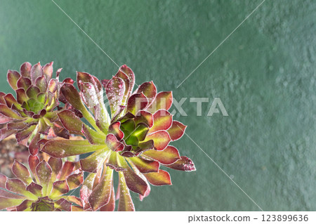 Flower Aeonium Schwarzkopf succulent. Leaves plant. Flower Aeonium Schwarzkopf succulent. Leaves plant. 123899636