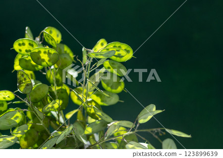 Green leafy background. Lunaria leaves. Dried flower plant. Green leafy background. Lunaria leaves. Dried flower plant. 123899639