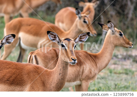 group of impala females in wild nature group of impala females in wild nature 123899756