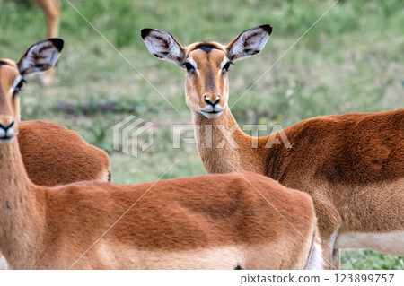 Beautiful impala female in wild nature 123899757