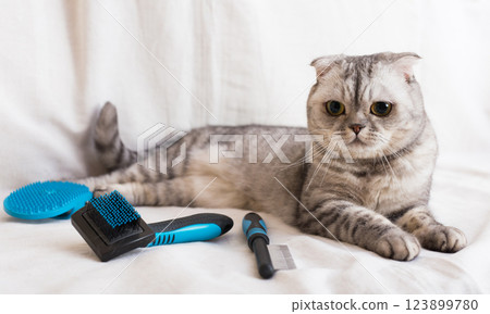 Gray scottish fold cat lying on sofa with grooming combs Gray scottish fold cat lying on sofa with grooming combs 123899780