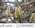 Hakkumen's bud 123899865