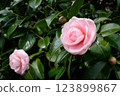Camellia: Text can be added to the top left and bottom right 123899867