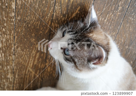 Blue-eyed Sakura Cat Blue-eyed Sakura Cat 123899907