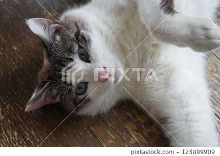 Blue-eyed Sakura Cat Blue-eyed Sakura Cat 123899909