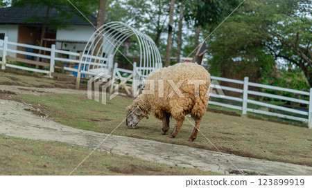 Sheep grazing in the pasture farm with white fence and archway scenery Sheep grazing in the pasture farm with white fence and archway scenery 123899919