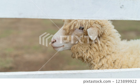 Curious Sheep Peeking Through a White Wooden Fence on a Farm Field 123899922