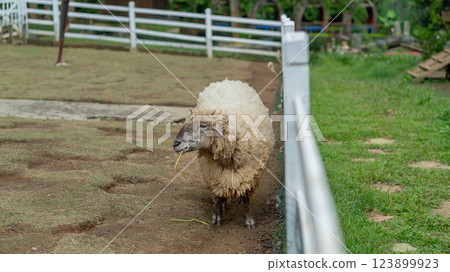 Fluffy Sheep Grazing in Green Pasture with White Fence Backdrop Fluffy Sheep Grazing in Green Pasture with White Fence Backdrop 123899923