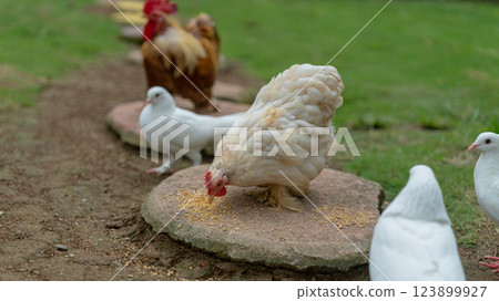 Poultry Feeding Time: Chicken Rooster and Doves in a Backyard Scene 123899927