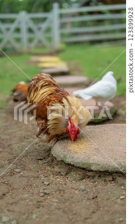 Golden Laced Cochin Rooster Feeding on a Stone Path in Lush Garden 123899928