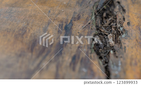 Close-up of a weathered wooden surface with a crack filled with debris Close-up of a weathered wooden surface with a crack filled with debris 123899933