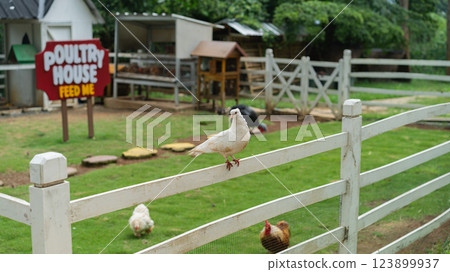 Peaceful Farm Scene Featuring White Dove on Fence and Poultry House Peaceful Farm Scene Featuring White Dove on Fence and Poultry House 123899937