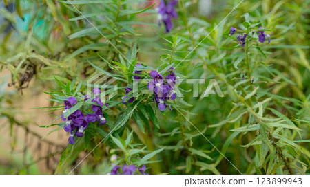 Close-up of Angelonia flowers with vibrant purple blossoms in the garden 123899943