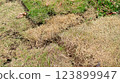 Patchy lawn exhibiting dry grass and healthy green grass side by side 123899947