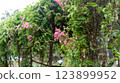 Romantic pink flowers cascading on an arbor with lush green leaves 123899952