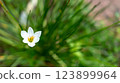 Delicate white rain lily blooming amidst lush green foliage beauty 123899964