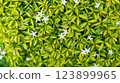 Vibrant Green Leaves and Delicate White Flowers Background Texture 123899965
