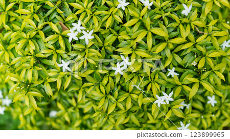 Vibrant Green Leaves and Delicate White Flowers Background Texture 123899965