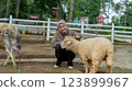 Happy Muslim Woman petting a Sheep at Farm animal interaction experience 123899967