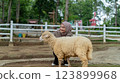 Smiling Hijabi Woman Bonding with a Sheep on a Picturesque Farm 123899968