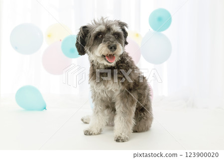 迷你雪納瑞坐在背景中，周圍是彩色氣球 123900020