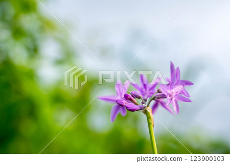 Beautiful purple flower ~Rurifutamozi~ Beautiful purple flower ~Rurifutamozi~ 123900103