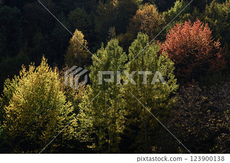 Image of a forest full of trees decorated with autumn colors. Image of a forest full of trees decorated with autumn colors. 123900138
