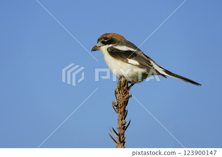 Wildlife-birds. The woodchat shrike (Lanius senator) bird belongs to the laniidae family. Shrub open fields and hedges on the edges of these fields are their habitats. They usually feed on insects. 123900147