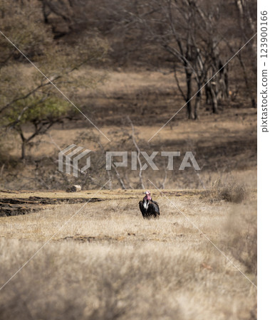 red headed vulture or sarcogyps calvus or Asian king or Indian black vulture in dry Deciduous late winter season safari at ranthambore National Park forest tiger Reserve rajasthan india 123900166