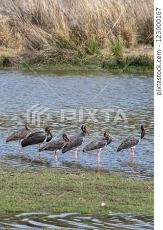 Black stork or Ciconia nigra bird flock or family protrait in winter migration at ranthambore national park forest reserve rajasthan india Black stork or Ciconia nigra bird flock or family protrait in winter migration at ranthambore national park forest reserve rajasthan india 123900167